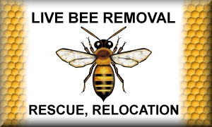 Live Bee Removal
